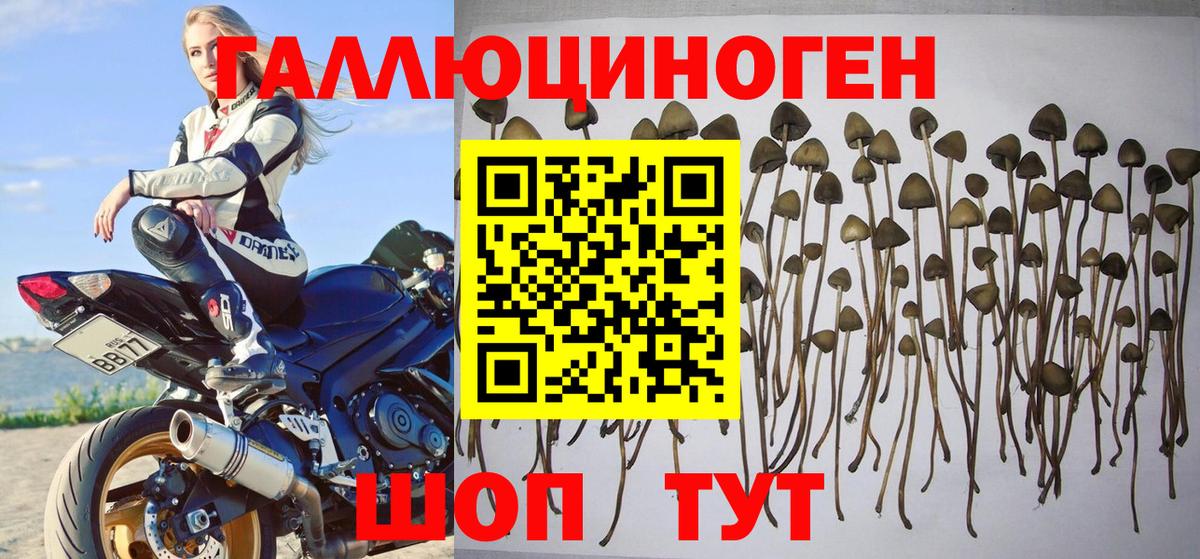 Псилоцибиновые грибы прущие грибы Рязань